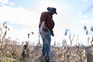Farmer standing in a field of withered soybeans