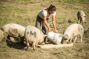 Woman farmer feeding pigs.