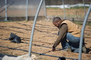 Black farmer checking irrigation